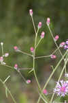 Tall ironweed